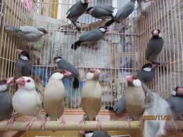 【セット売り】鳥面 春告文鳥 Amazon | 文鳥の解体新書 文鳥好き 文鳥の飼い主 文鳥 桜文鳥