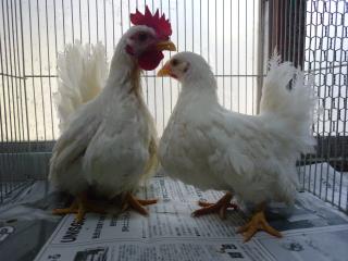 鳥かご　白 imgrc0128515586.jpg