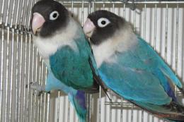 IN-4046　キエリボタンインコ・ブルー雄雌で