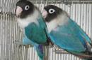 IN-4046　キエリボタンインコ・ブルー雄雌で