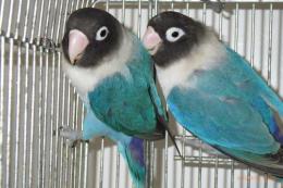 IN-4046　キエリボタンインコ・ブルー雄雌で