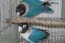 IN-4046　キエリボタンインコ・ブルー雄雌で