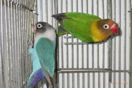 IN-4047　キエリボタンインコ　若　メス