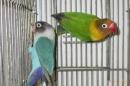 IN-4047　キエリボタンインコ　若　メス