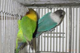 IN-4047　キエリボタンインコ　若　メス