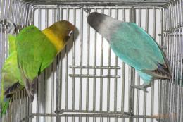 IN-4047　キエリボタンインコ　若　メス