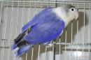 IN-4050　ルリコシ系ボタンインコ・バイオレット　オス