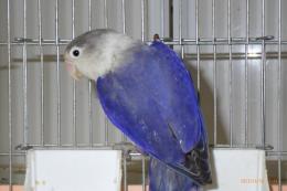 IN-4050　ルリコシ系ボタンインコ・バイオレット　オス