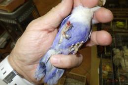 IN-4050　ルリコシ系ボタンインコ・バイオレット　オス