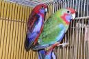 IN-4051　アカクサインコ　2羽での価格