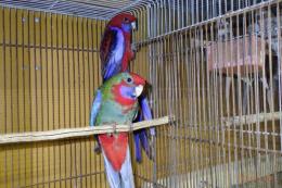 IN-4051　アカクサインコ　2羽での価格