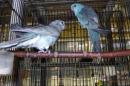 IN-4052　当歳のビセイインコ・ブルーの雄雌で