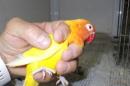 IN-4053　ボタンインコ・ルチノー　メス　親物