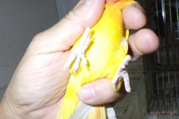 IN-4053　ボタンインコ・ルチノー　メス　親物
