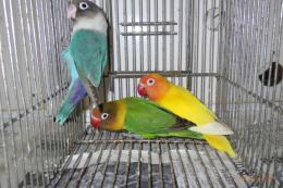 IN-4053　ボタンインコ・ルチノー　メス　親物