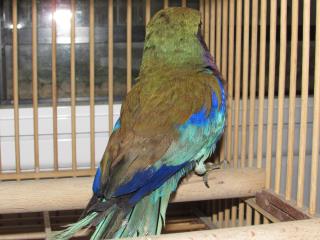 ライラックニシブッポウソウの羽根セット ライラックニシブッポウソウの羽根セット（ライラックニシ