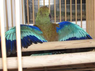 ライラックニシブッポウソウの羽根セット ライラックニシブッポウソウの羽根セット（ライラックニシ