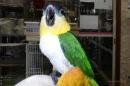 IN-4055　ズグロシロハラインコ　多分オス。