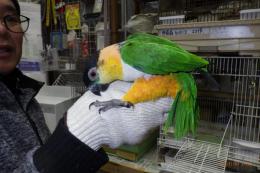 IN-4055　ズグロシロハラインコ　多分オス。