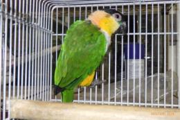 IN-4055　ズグロシロハラインコ　多分オス。