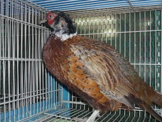 TA-481 高麗キジのペア(色が出て来ました) | キットウココ ペット部