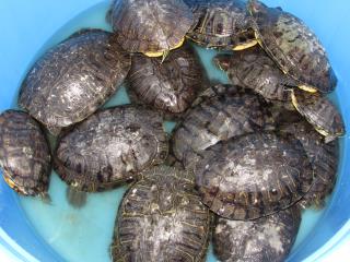 KI-290 ミドリガメの親 | キットウココ ペット部