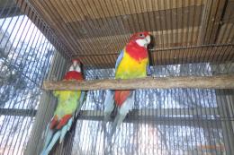 IN-4382 ナナクサインコ・25年生の雄雌で