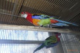 IN-4382 ナナクサインコ・25年生の雄雌で