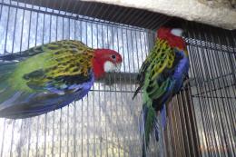 IN-4382 ナナクサインコ・25年生の雄雌で