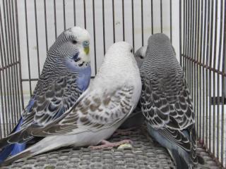 IN-3134 ジャンボセキセイインコ・若 | キットウココ ペット部