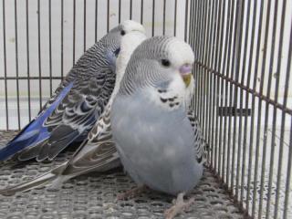 【中古】 インコとあそぼう １/あおば出版/アンソロジー 2025年最新】Yahoo!オークション -インコ 鳥(本、雑誌)の中古品