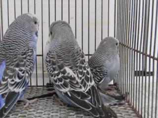 【MIHOさま専用】モルモットセレクションプロ３袋、セキセイインコ２袋他 【MIHOさま専用】モルモットセレクションプロ３袋、セキセイインコ２袋他