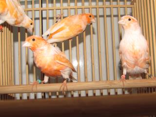 KOT-1866 オレンジカナリヤの雄雌で 若 | キットウココ ペット部