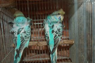 IN-707 最高級羽衣セキセイ 雄雌2羽で | キットウココ ペット部