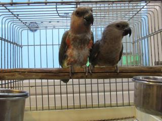 ズアカハネナガインコの剥製(幼鳥) ズアカハネナガインコの剥製(幼鳥)