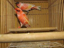 KOT-2300 　レッドシスキンカナリヤ　雄雌で