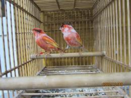 KOT-2300 　レッドシスキンカナリヤ　雄雌で