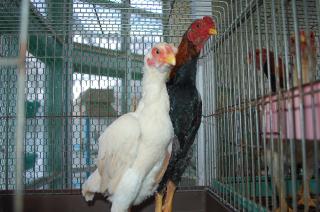 小鳥 Amazon.co.jp: 吉徳 ことりのね コザクラインコ ぬいぐるみ