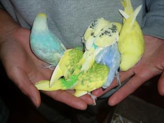 セキセイインコ インコ 飼育 飼育セット 雛 インコ 文鳥 育て ゲージ ペット 楽天市場】鳥籠 セキセイインコ＆小型インコ＆フィンチ向け