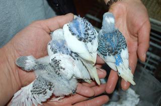 IN-1205 ハーフジャンボセキセイインコの雛 | キットウココ ペット部