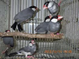 文鳥 41Wn5o4VfAL._UF350,350_QL50_.jpg