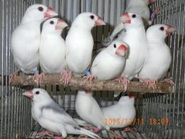 文鳥 image.jpg