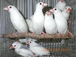 KOT-2592 白文鳥 オスメスで | キットウココ ペット部