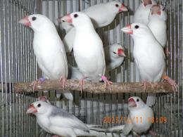 KOT-2592 白文鳥 オスメスで | キットウココ ペット部