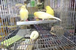 KOT-2803　レモンカナリヤの雄