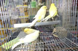 KOT-2803　レモンカナリヤの雄