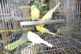 KOT-2803　レモンカナリヤの雄