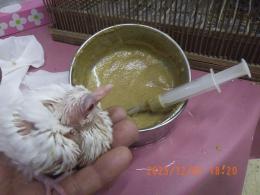 HT-1059　ギンバトの雛