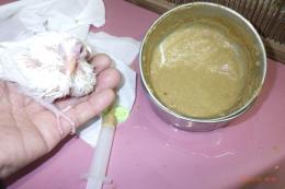 HT-1059　ギンバトの雛