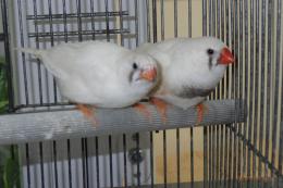 KOT-2804　レギュラーCFW・キンカチョウ　雄雌で